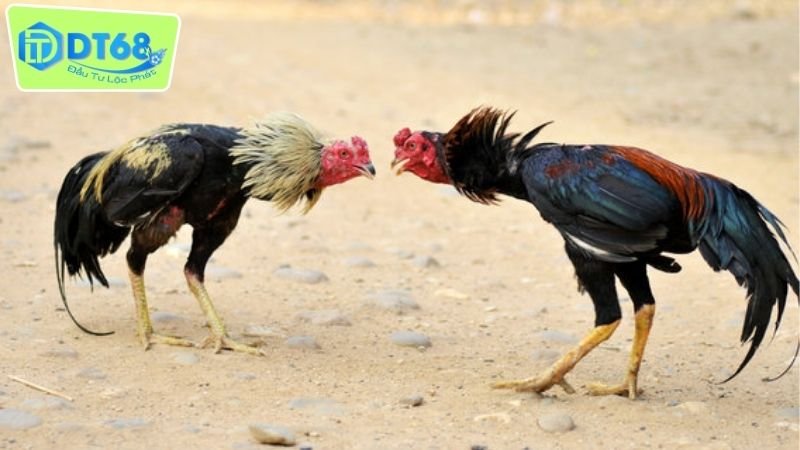 Đá Gà Trực Tuyến DT68: Sân Đấu Uy Tín & Thú Vị Nhất Hiện Nay 3 Các loại hình đá gà trực tuyến DT68 phổ biến nhất hiện nay